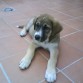 aki cn 2 meses